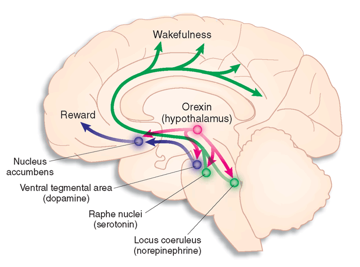 hypocretin neurons